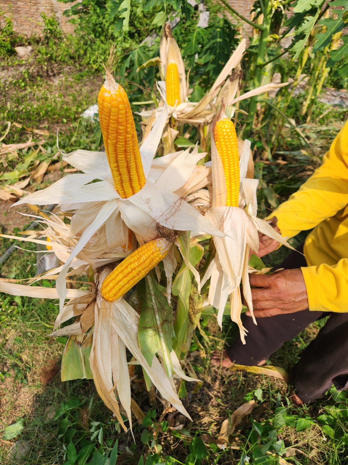 Field application of vermicompost on farmland