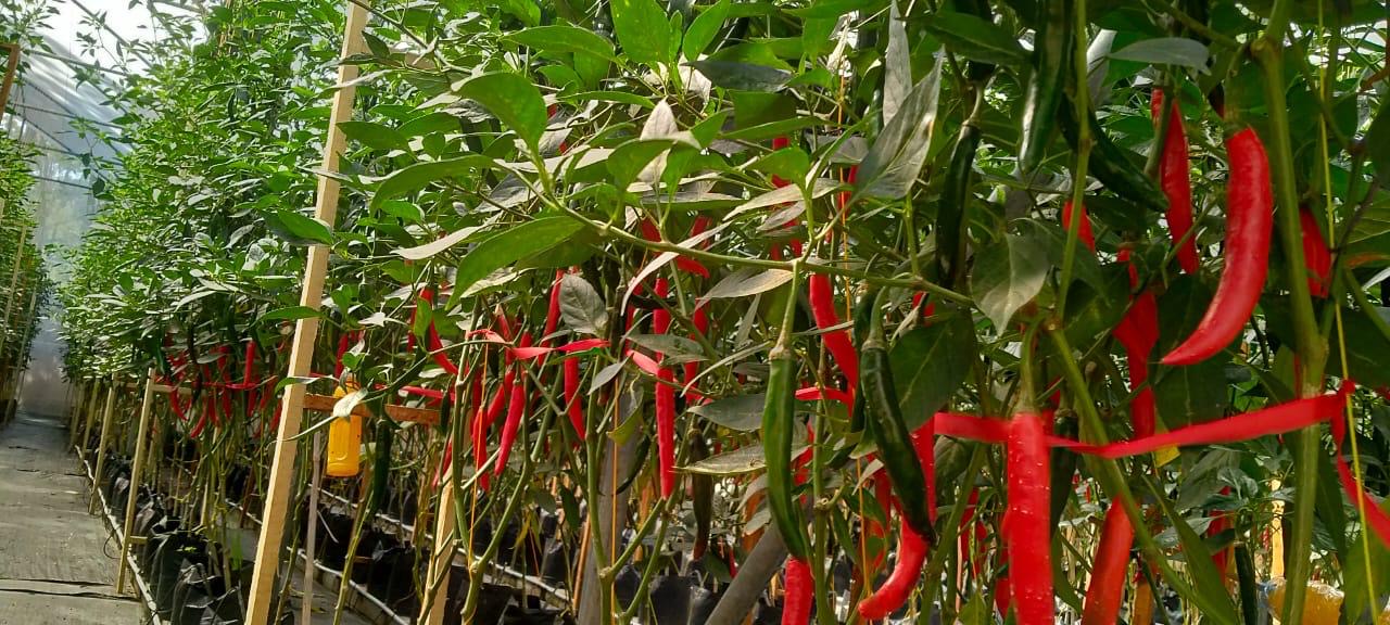Chili field trial with Super Vermicompost