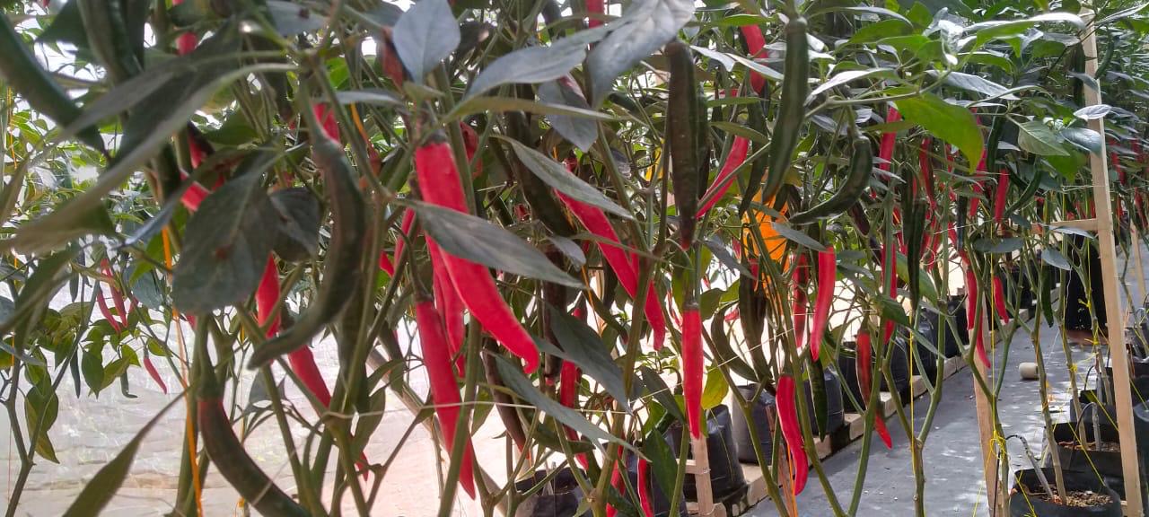 Chili plant growth with vermicompost application