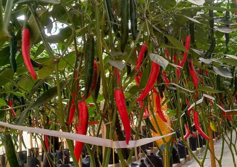 BCL Farm chili harvest results