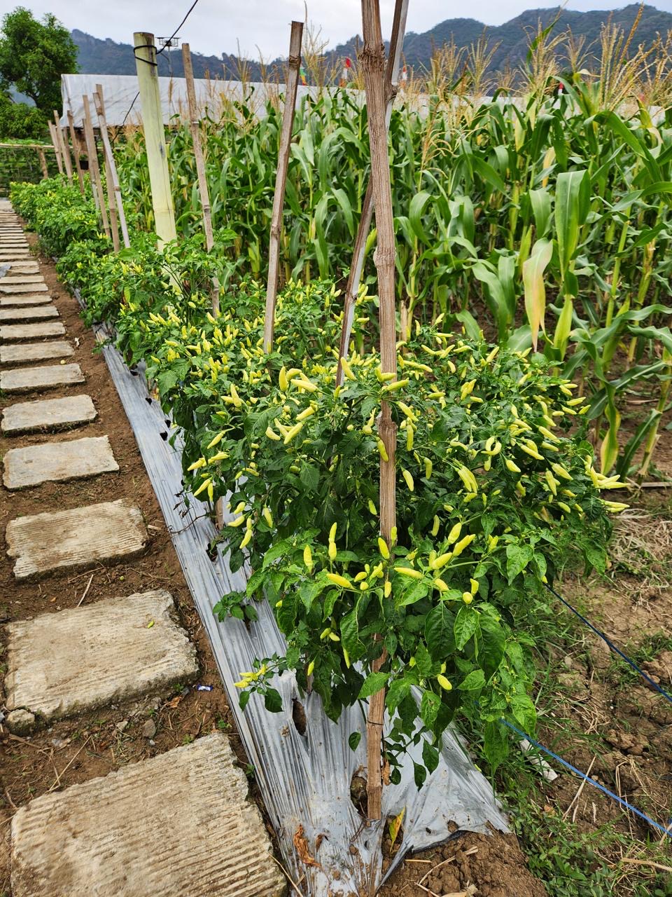 Chili crop results BCL Farm
