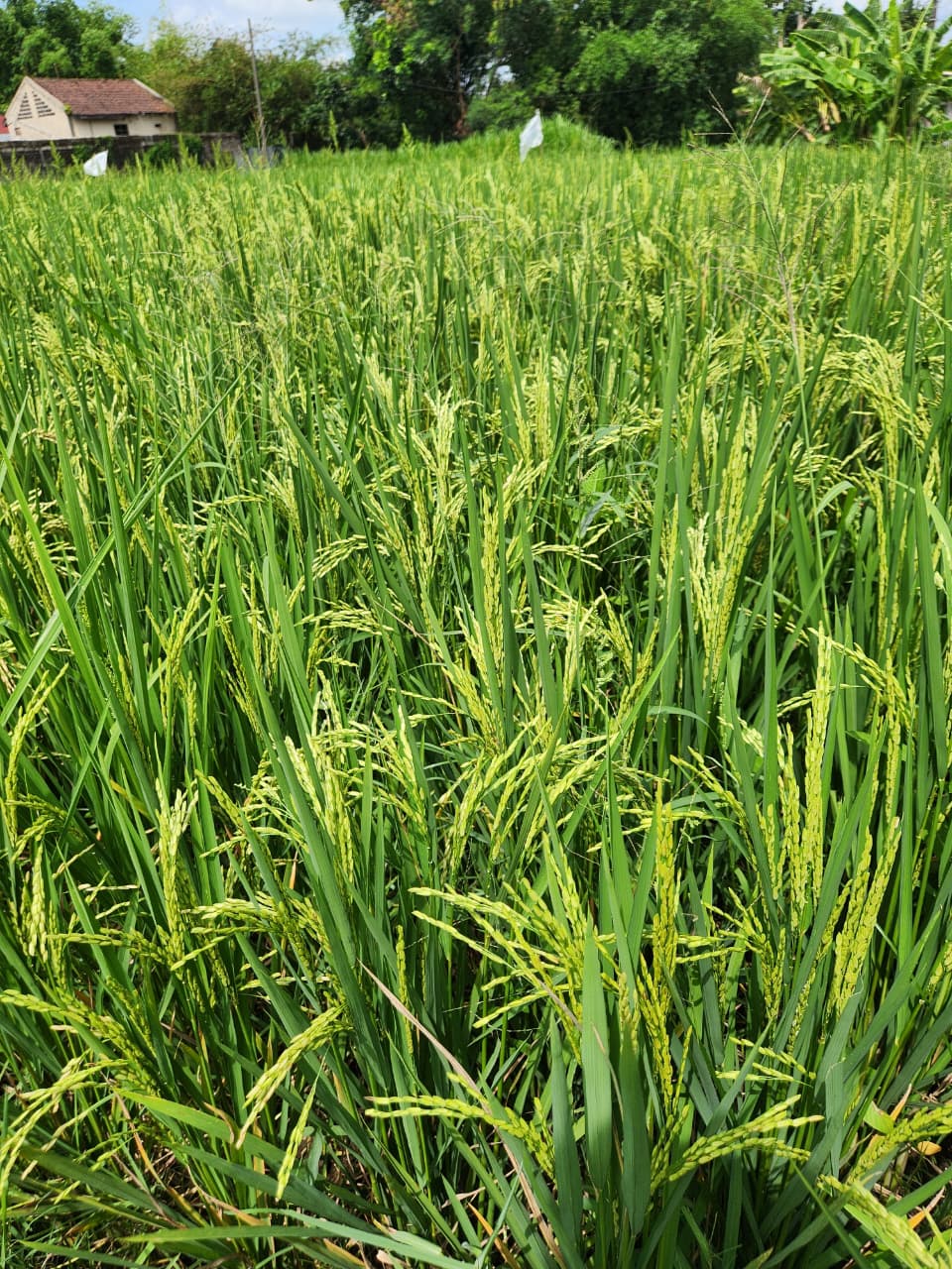 Rice field trial with Super Vermicompost
