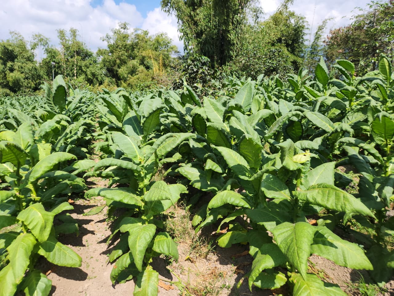 Tobacco field trial with Super Vermicompost