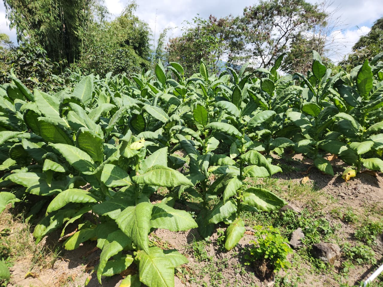 Tobacco field trial with Super Vermicompost
